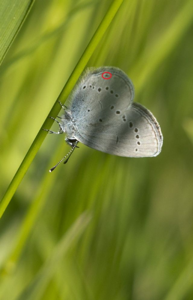 Cupido minimus